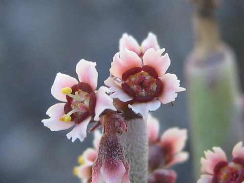 candelilla