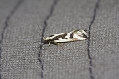 Epithymema incomposita