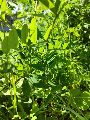 Image of Vicia amurensis by (c) oonharn, some rights reserved (CC BY)