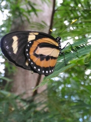 Lycorea halia discreta