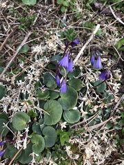 Soldanella carpatica