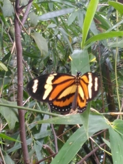 Lycorea halia discreta