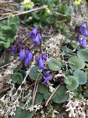 Soldanella carpatica