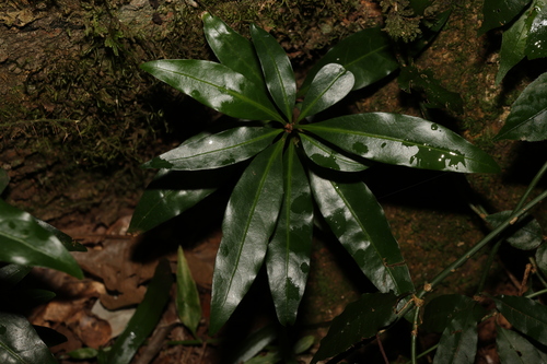 Image of Beilschmiedia obtusifolia by (c) Greg Tasney, some rights reserved (CC BY-SA)