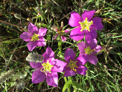 Sabatia campestris