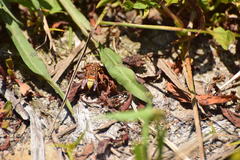 Polistes dorsalis californicus