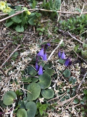 Soldanella carpatica