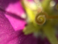 Sabatia campestris