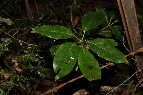 Image of Neolitsea australiensis by (c) Greg Tasney, some rights reserved (CC BY-SA)
