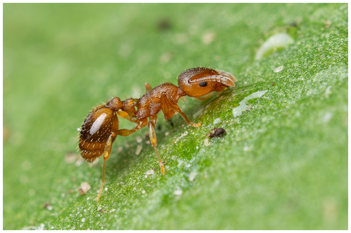 (c) naturalist_ua, some rights reserved (CC BY-NC)