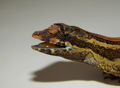 Anolis vittigerus