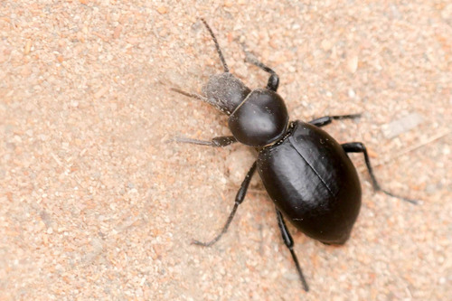 Tentyria grossa