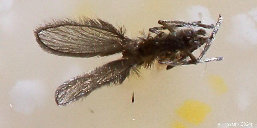 Комарик-бабочница рода Philosepedon