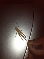 Schistocerca gregaria