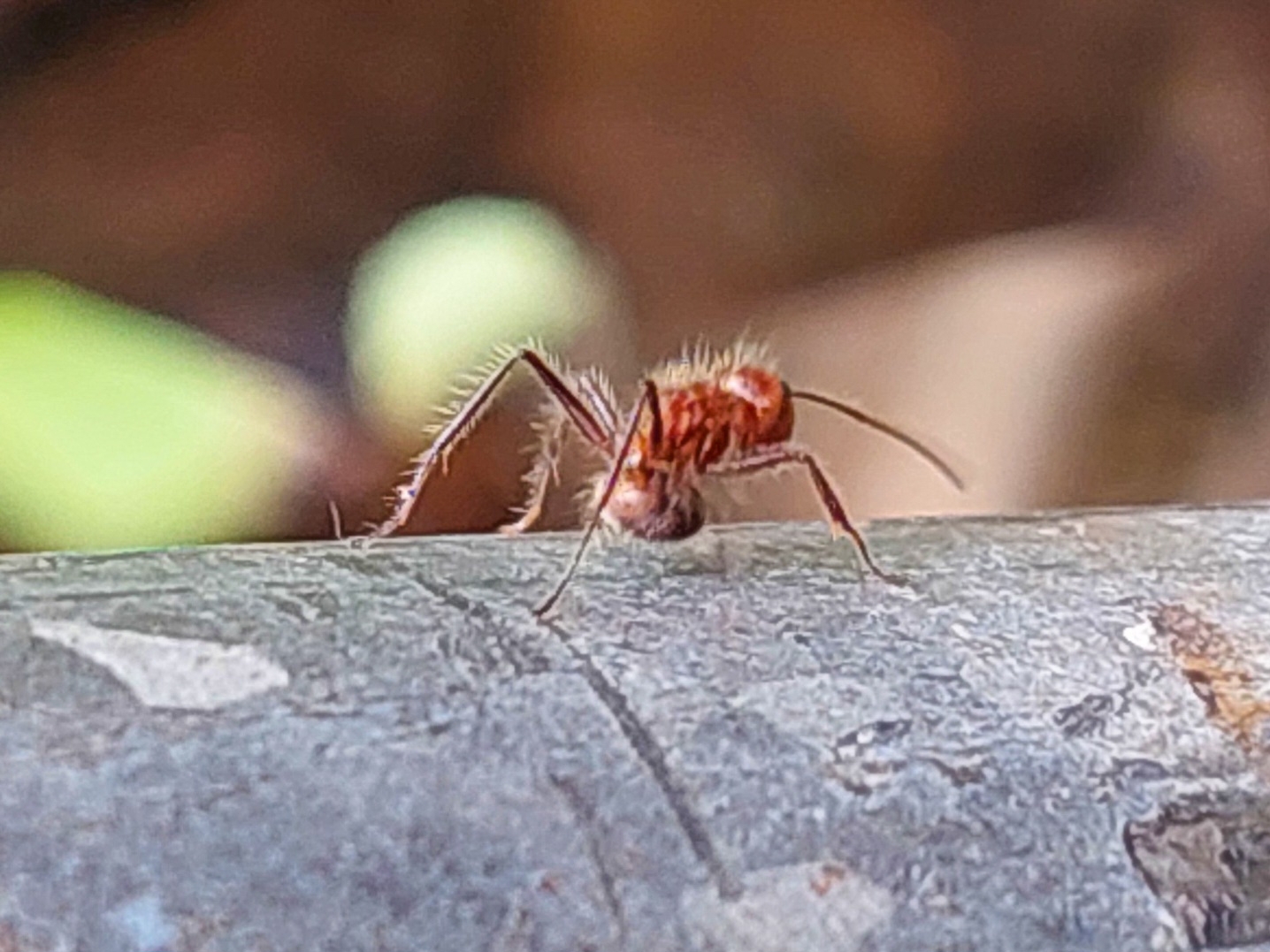 Camponotus horrens