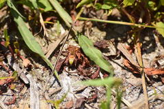 Polistes dorsalis californicus