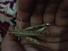 Schistocerca gregaria