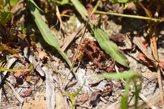 Polistes dorsalis californicus