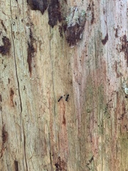 Camponotus pennsylvanicus