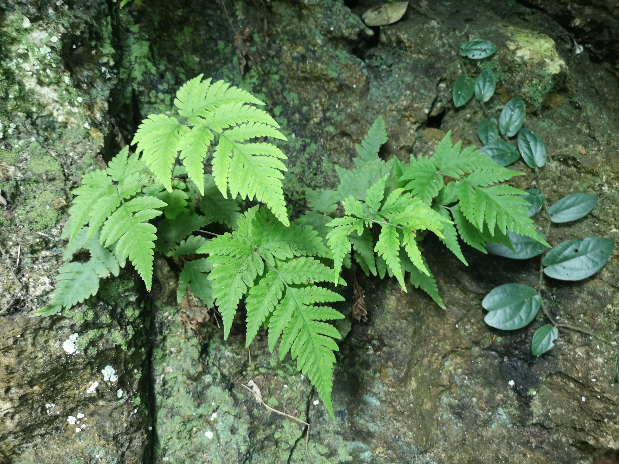 Tectaria membranacea (Tectaria membranacea)
