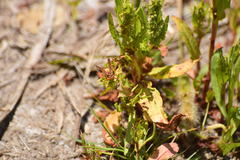 Polistes dorsalis californicus