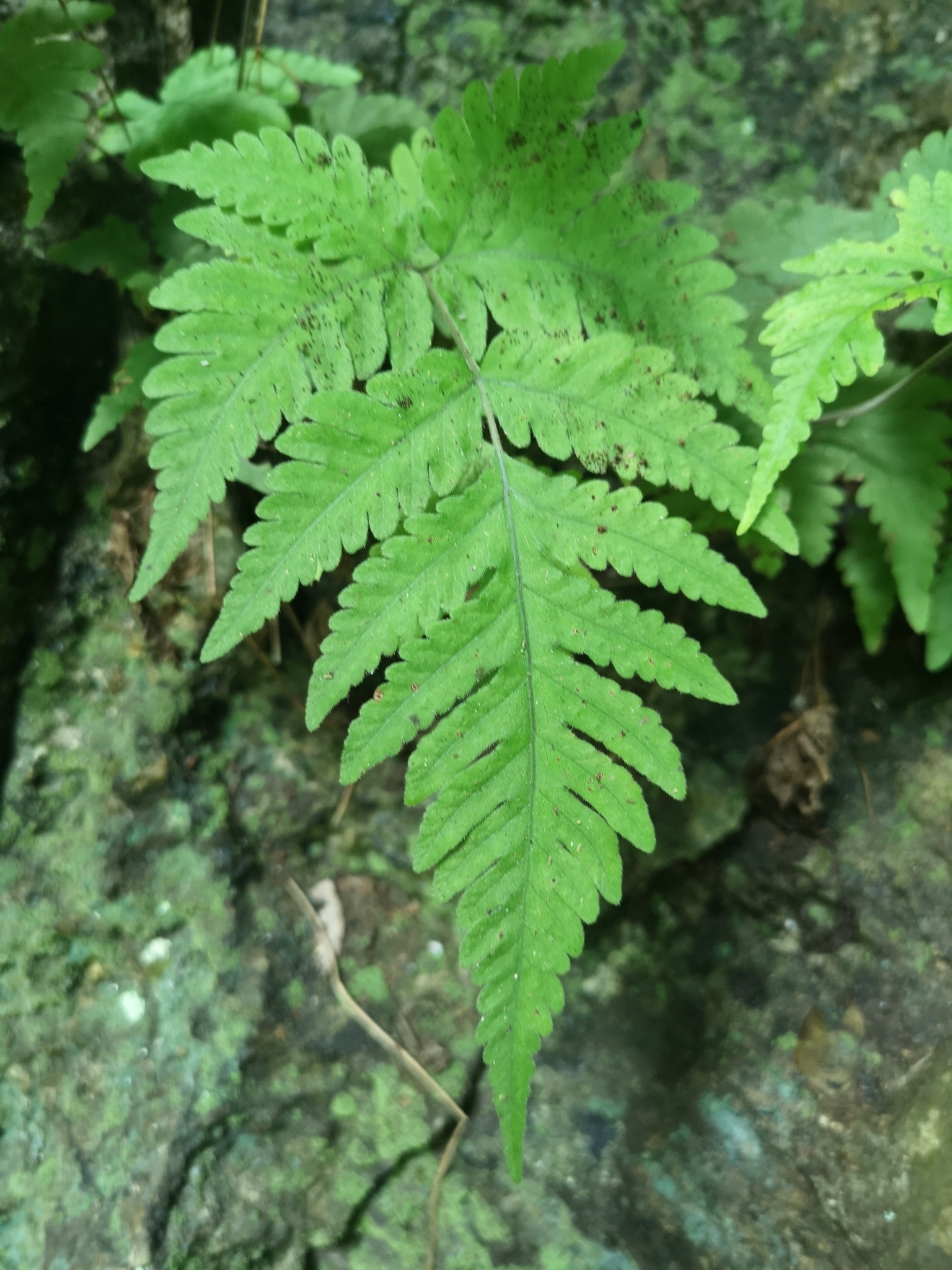 Tectaria membranacea — ảnh 2