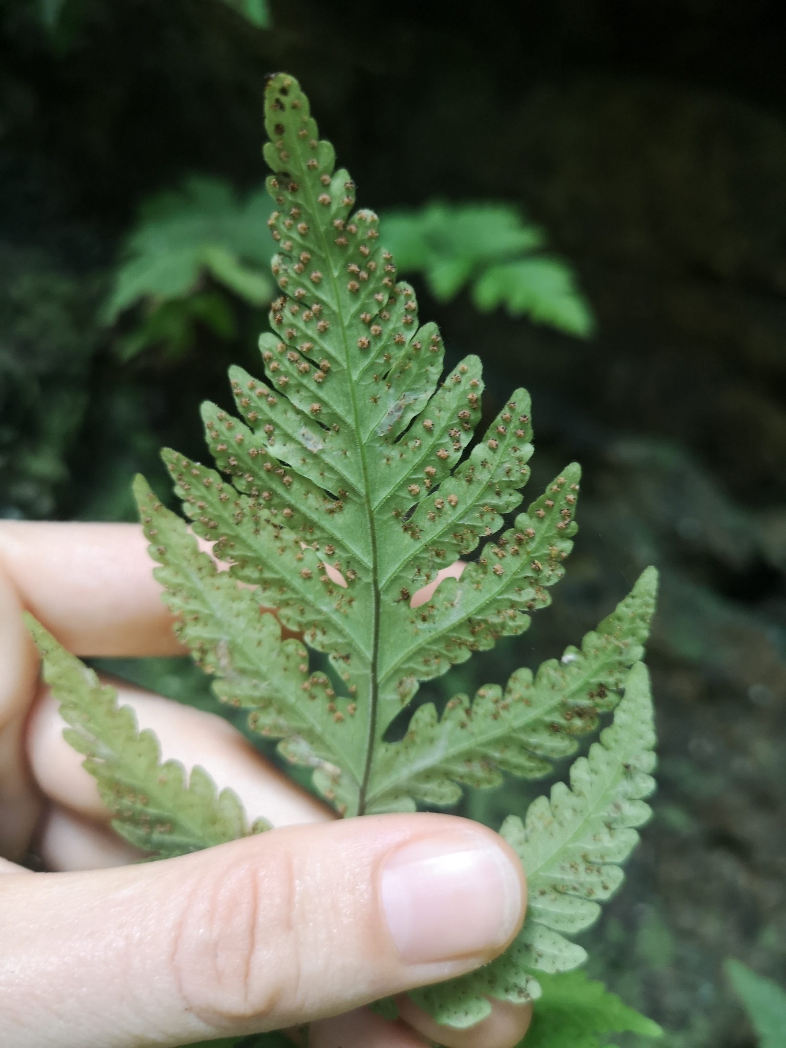 Tectaria membranacea — ảnh 3