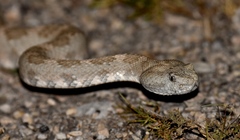 Crotalus stephensi