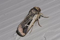 Proteuxoa tortisigna
