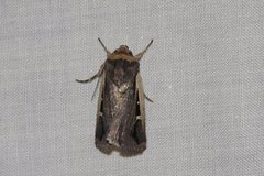 Proteuxoa tortisigna