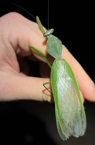Rhombodera hyalina