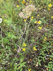 Physaria engelmannii