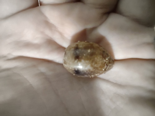 Bulla vernicosa observed 2024-06-15