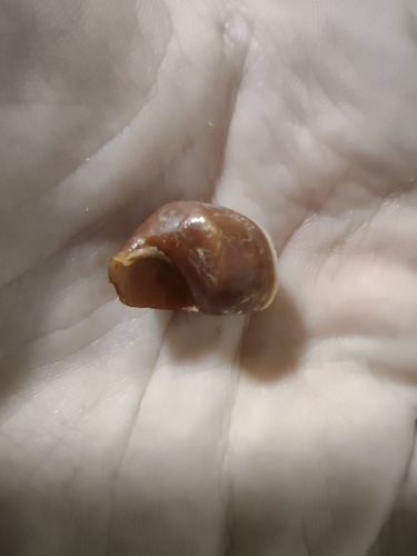 Carelia cochlea observed 2024-06-15