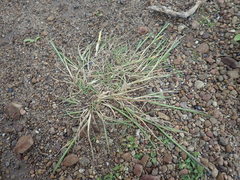 Agrostis blasdalei