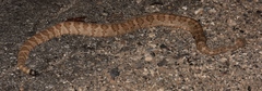 Crotalus stephensi