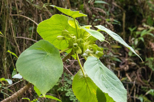 Cyrtandra wawrae observed 2024-06-09