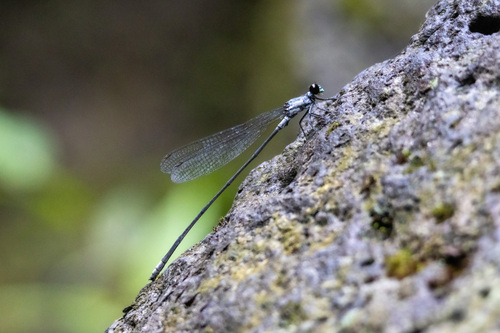 Megalagrion eudytum observed 2024-06-09