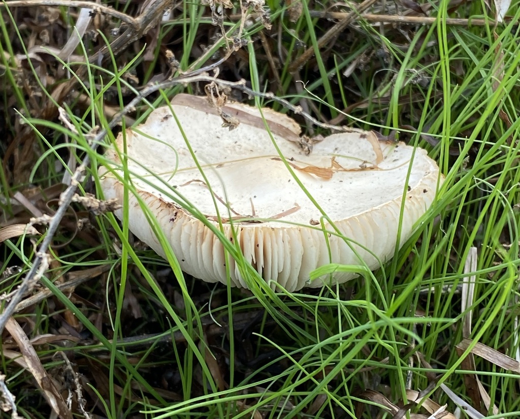 common-gilled-mushrooms-and-allies-from-beach-adjacent-to-pine-harbour