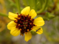 Encelia ventorum