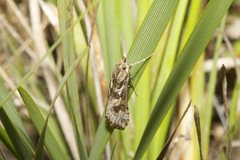 Nomophila corticalis