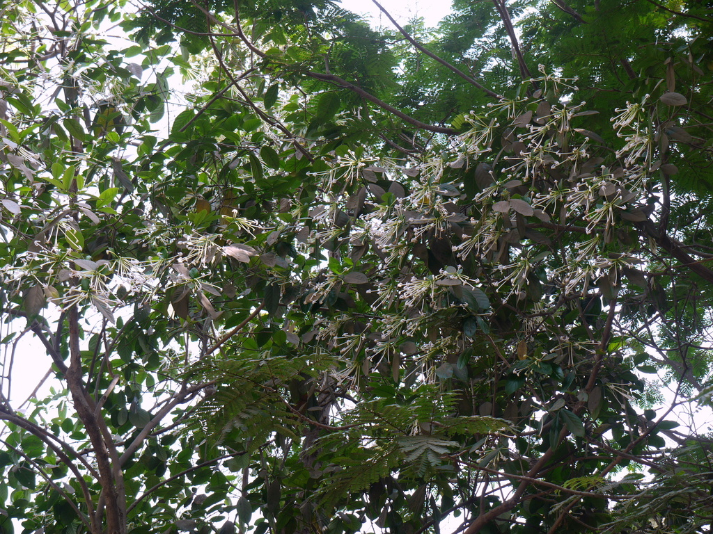 Posoquerieae