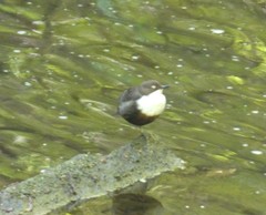 Cinclus cinclus gularis