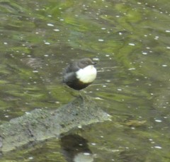 Cinclus cinclus gularis