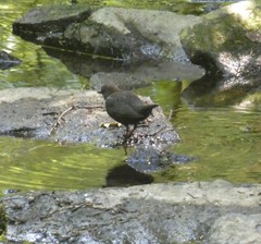 Cinclus cinclus gularis