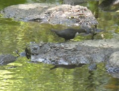 Cinclus cinclus gularis