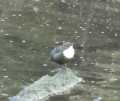 Cinclus cinclus gularis