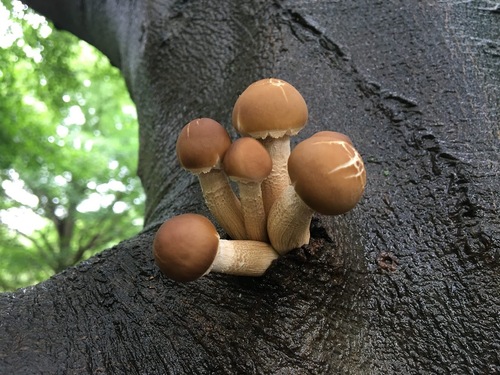 Cyclocybe cylindracea