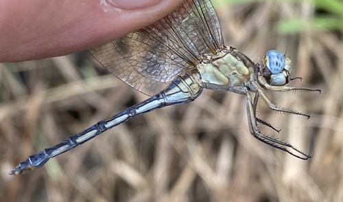 Highland Skimmer
