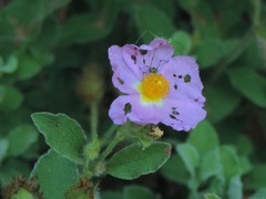 Cistus creticus eriocephalus